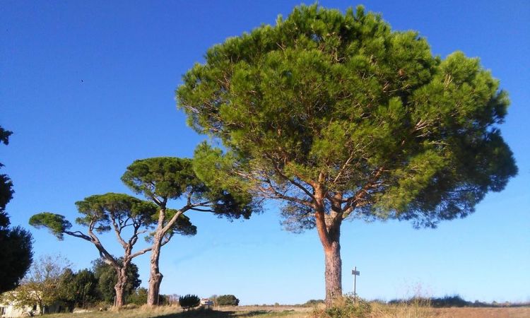 Pins parasols dans l'aude
